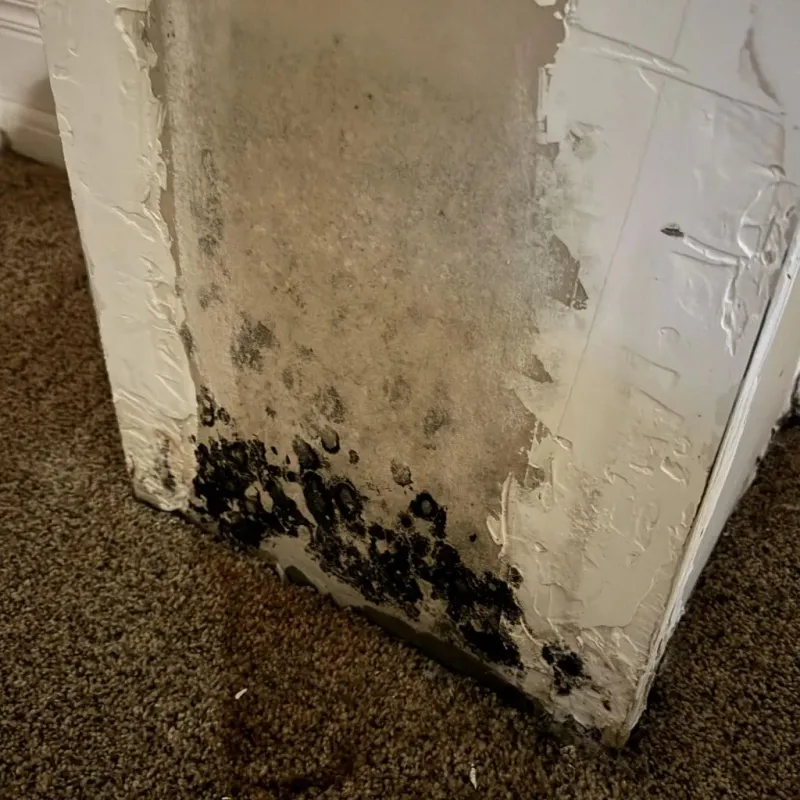 Professional Mold Removal in East Greenwich, RI